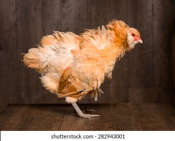 Ruffled Feathers Chicken