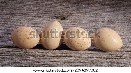 Ruffled Grouse eggs are displayed on weathered barn wood.