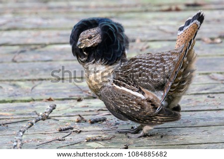A ruffled grouse showing off its feathers in a mating ritual in Voyageurs National Park (Minnesota).
