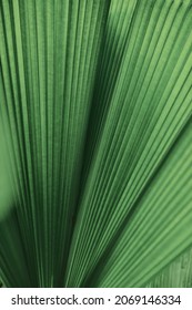 Ruffled leaf palm tree background