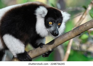 Ruffled Lemur, black and white lemur (Varecia Variegata), Madagascar nature - Powered by Shutterstock