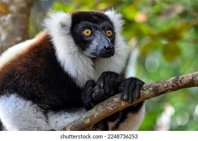 Ruffled Lemur, black and white lemur (Varecia Variegata), Madagascar nature - Powered by Shutterstock