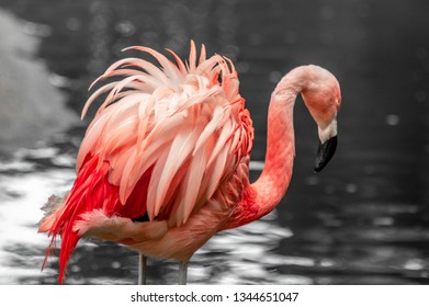 Ruffled Pink Feathers