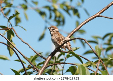 A ruffled tree sparrow sits on a branch on a summer morning. Ryazan region Russia - Shutterstock ID 2278419953