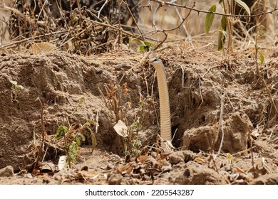 Rufous Beaked Snake Peeking Out Of Burrow