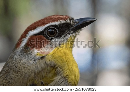 Rufous capped warbler in the mountain of Michoacán, México.