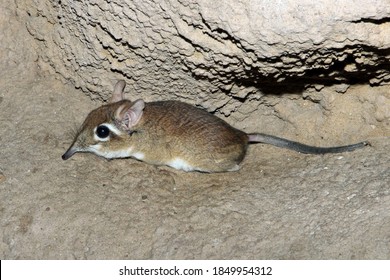 Rufous Elephant Shrew (Elephantulus Rufescens)