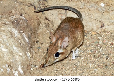 Rufous Elephant Shrew (Elephantulus Rufescens)