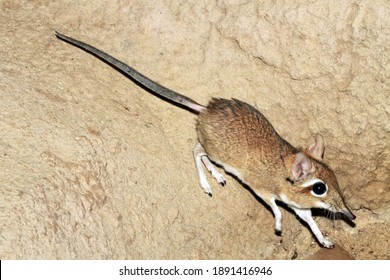 Rufous Elephant Shrew (Elephantulus Rufescens)