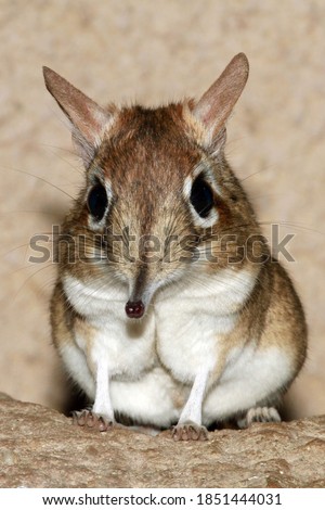 Rufous elephant shrew (Elephantulus rufescens); portrait