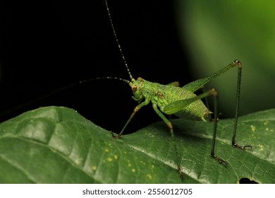 rufous grasshopper insect macro photo	 - Powered by Shutterstock