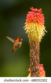 Rufous Hummingbird