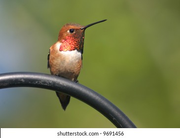 Rufous Hummingbird