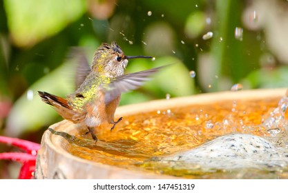 Rufous Hummingbird Dancing In The Bird Bath