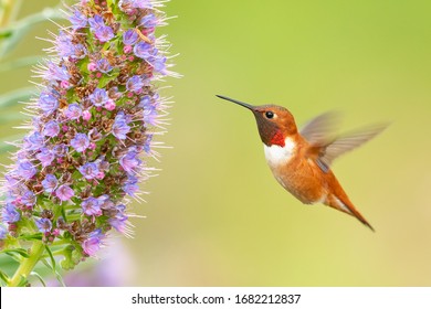 A Rufous Hummingbird Eyeing on Nectar