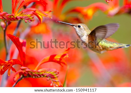 Rufous Hummingbird feeding on Crocosmia Flowers 
