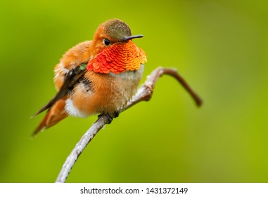 Rufous Hummingbird Flaring It's Gorget