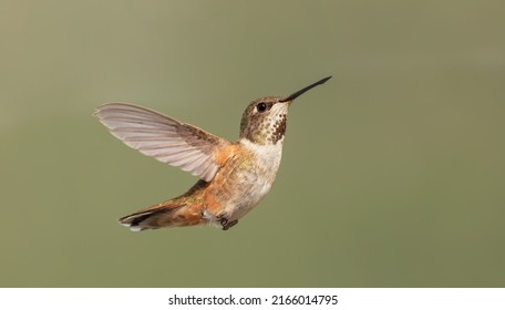 Rufous Hummingbird Flaring It's Gorget. High Quality Photo.