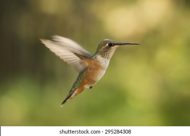 Rufous Hummingbird In Flight 