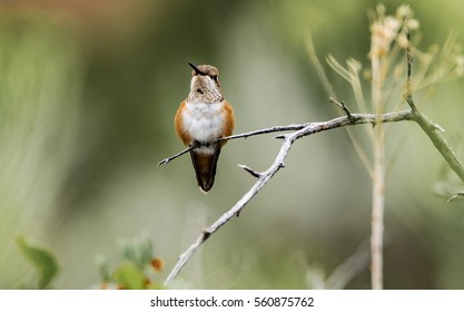 A Rufous hummingbird  perches on a tree branch. - Shutterstock ID 560875762