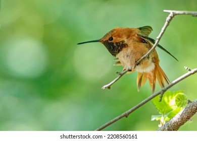 Rufous Hummingbird, Richmond, BC, Canada