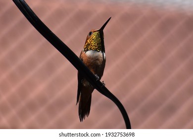 Rufous Hummingbird Showing Off His Golden Gorget.