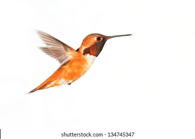 Rufous Hummingbird - White Background