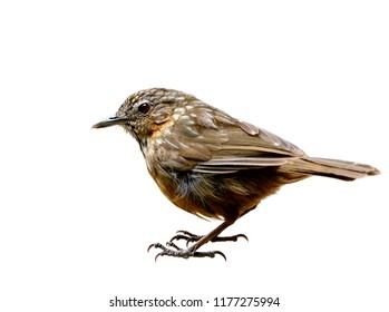 Rufous Limestone-babbler or Limestone Wren-babbler (Turdinus crispifrons calcicola) rare brown bird living on stone mountain edemic of Saraburi, Thailand isolated on white background