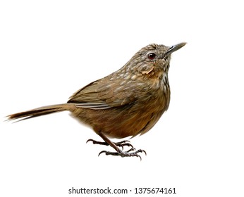 Rufous Limestone-babbler or Limestone Wren-babbler (Turdinus crispifrons calcicola) beautiful streak brown bird edemic of Saraburi, Thailand knows as steep limestone mountain climber