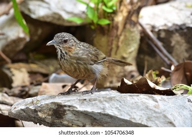 Rufous Limestone-babbler is New Endemic of Thailand, New Species of the World (2017).Limestone bird on the rock or stone.had been only a subspecies of Limestone Wren-babbler