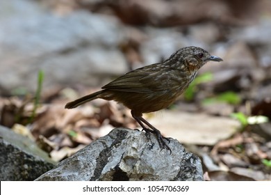 Rufous Limestone-babbler is New Endemic of Thailand, New Species of the World (2017).Limestone bird on the rock or stone.had been only a subspecies of Limestone Wren-babbler
