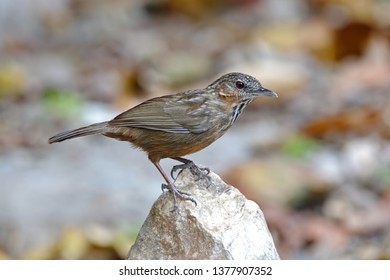 Rufous Limestone-babbler Turdinus calcicola Beautiful Birds of Thailand