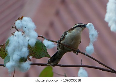 Rufous Naped Wren Building A Nest In Tamarindo In Costa Rica
