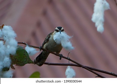 Rufous Naped Wren Building A Nest In Tamarindo In Costa Rica
