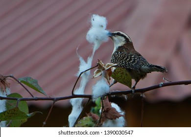 Rufous Naped Wren Building A Nest In Tamarindo In Costa Rica
