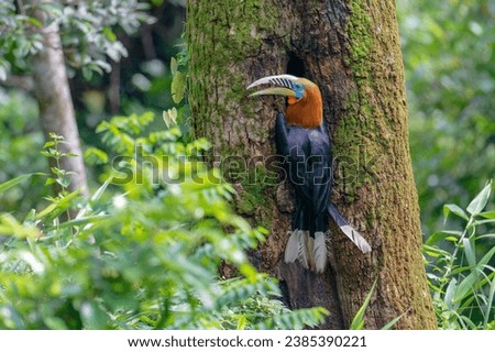 Rufous necked hornbill checking tree hole for nesting