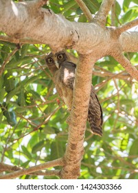 Rufous Owl Perched And Startled Awake With Bright Yellow Eyes On A Branch In A Tropical Tree In Darwin, Australia