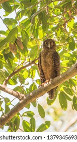 Rufous Owl Startled Awake And Perched In Leafy, Tropical Tree On A Sunny Day In Darwin, Australia