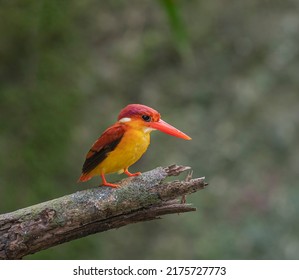 Rufous-backed Kingfisher Perch Open Low Shot In Taiping Malaysia