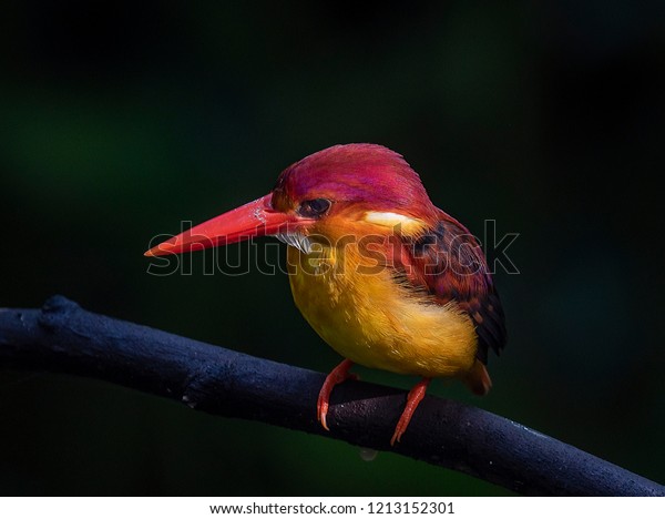 Rufousbacked Kingfisher Shot Hulu Langat Selangor Stock Photo Edit Now 1213152301