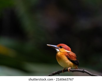 Rufous-backed Kingfisher(Juvenile) - Hulu Langat, Selangor, Malaysia