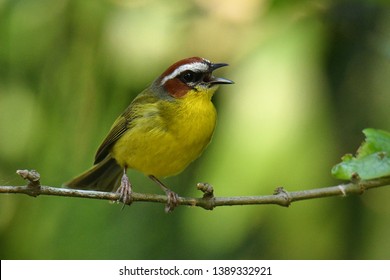 Rufous-capped Warbler - Basileuterus rufifrons, Chestnut-capped warbler - Basileuterus delattrii a New World warbler native from Mexico south to Central America.