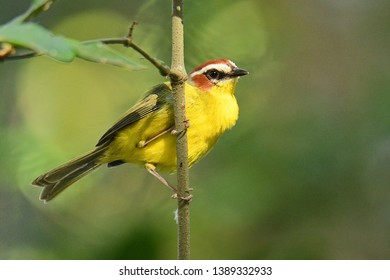 Rufous-capped Warbler - Basileuterus rufifrons, Chestnut-capped warbler - Basileuterus delattrii a New World warbler native from Mexico south to Central America.