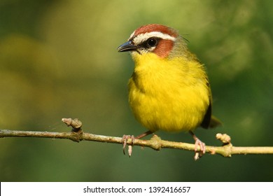 Rufous-capped Warbler - Basileuterus rufifrons, Chestnut-capped warbler - Basileuterus delattrii a New World warbler native from Mexico south to Central America.