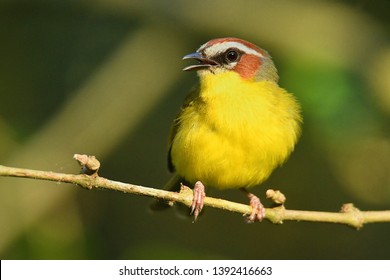 Rufous-capped Warbler - Basileuterus rufifrons, Chestnut-capped warbler - Basileuterus delattrii a New World warbler native from Mexico south to Central America.