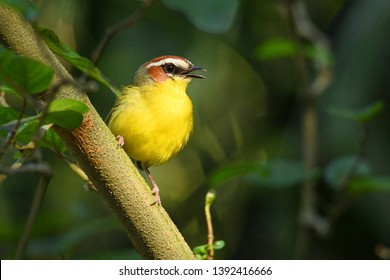 Rufous-capped Warbler - Basileuterus rufifrons, Chestnut-capped warbler - Basileuterus delattrii a New World warbler native from Mexico south to Central America.