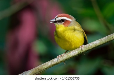 Rufous-capped Warbler - Basileuterus rufifrons, Chestnut-capped warbler - Basileuterus delattrii a New World warbler native from Mexico south to Central America.