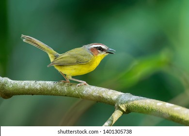 Rufous-capped Warbler - Basileuterus rufifrons, Chestnut-capped warbler - Basileuterus delattrii a New World warbler native from Mexico south to Central America.