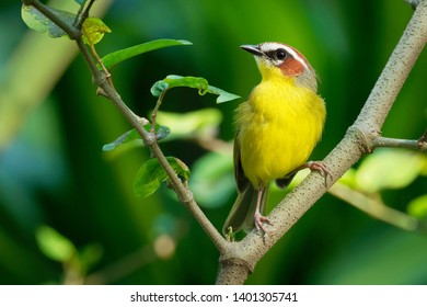 Rufous-capped Warbler - Basileuterus rufifrons, Chestnut-capped warbler - Basileuterus delattrii a New World warbler native from Mexico south to Central America.