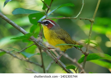Rufous-capped Warbler - Basileuterus rufifrons, Chestnut-capped warbler - Basileuterus delattrii a New World warbler native from Mexico south to Central America.